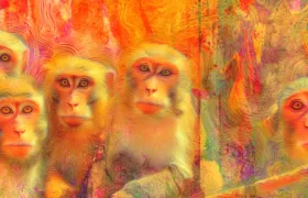 Five macaques illustrated in vivid psychedelic orange and yellow tones