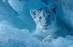 White lion cub with blue eyes lying inside an ice cave